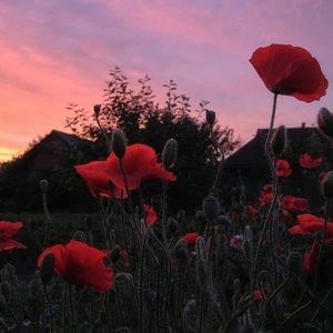 Meet your Posher, Adelaide